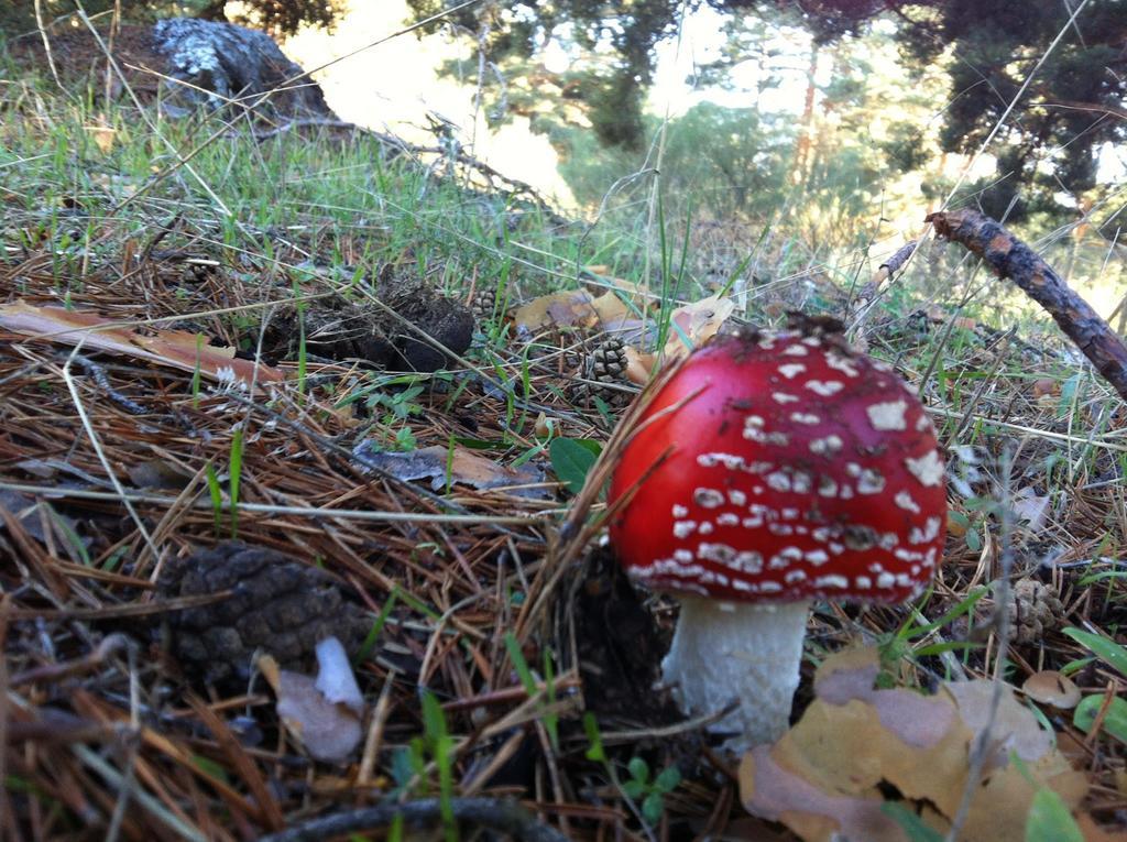 La Pasailla De Gredos ξενώνας Navacepeda de Tormes Εξωτερικό φωτογραφία