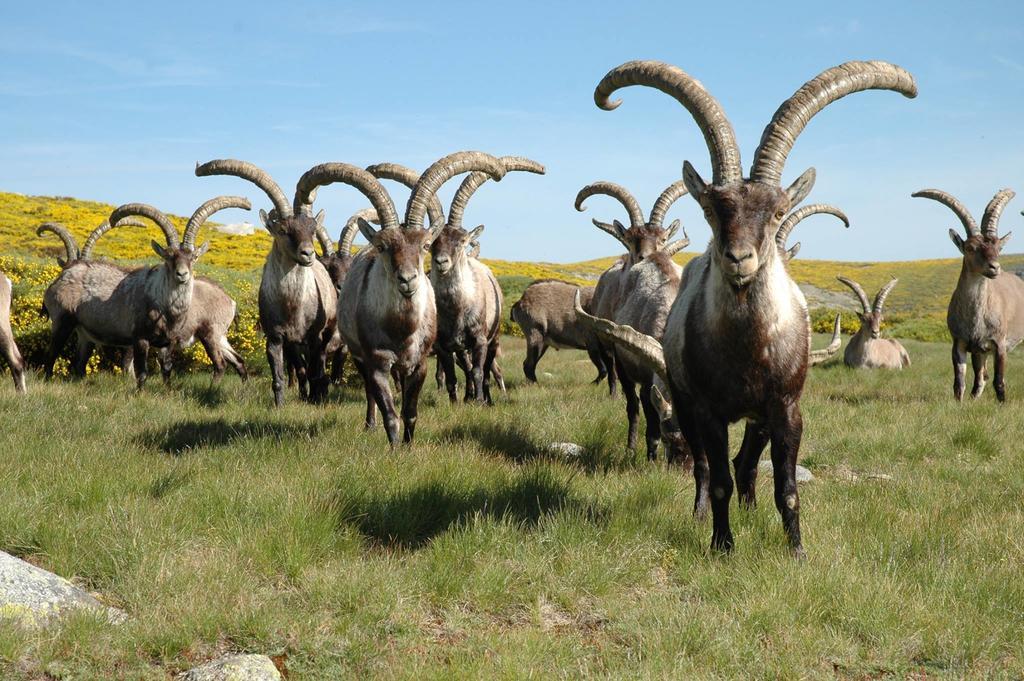 La Pasailla De Gredos ξενώνας Navacepeda de Tormes Εξωτερικό φωτογραφία