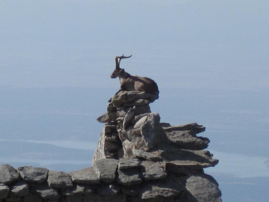 La Pasailla De Gredos ξενώνας Navacepeda de Tormes Εξωτερικό φωτογραφία