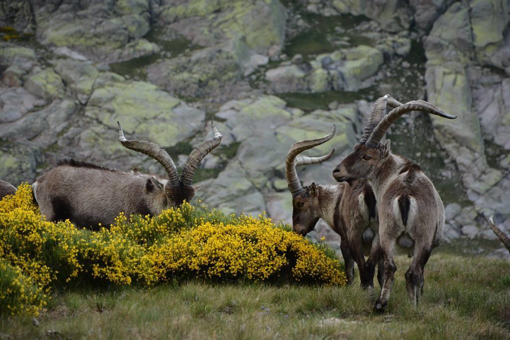 La Pasailla De Gredos ξενώνας Navacepeda de Tormes Εξωτερικό φωτογραφία